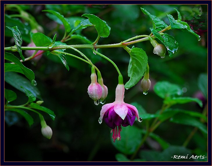 photo "fresh flower" tags: nature, macro and close-up, flowers