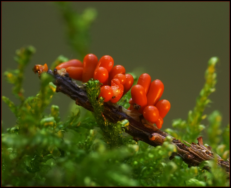 photo "o0Oo" tags: landscape, macro and close-up, forest