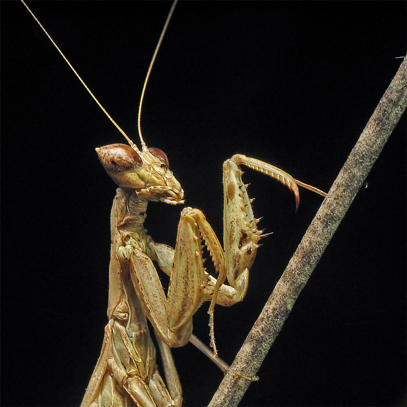 photo "***" tags: nature, macro and close-up, insect