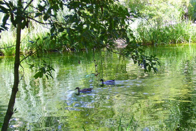 фото "Lake of the park" метки: пейзаж, вода