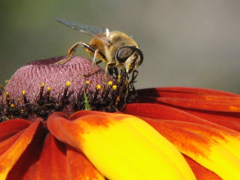 photo "***" tags: macro and close-up, 