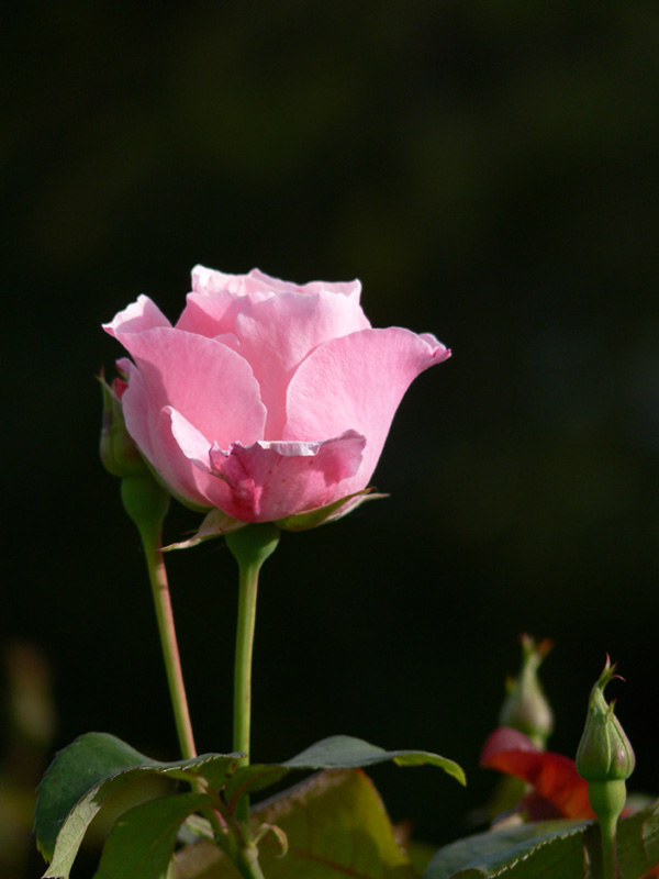 фото "tenderness..." метки: природа, цветы