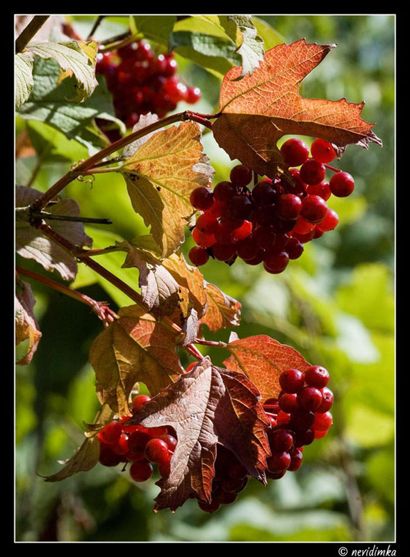 photo "***" tags: landscape, autumn