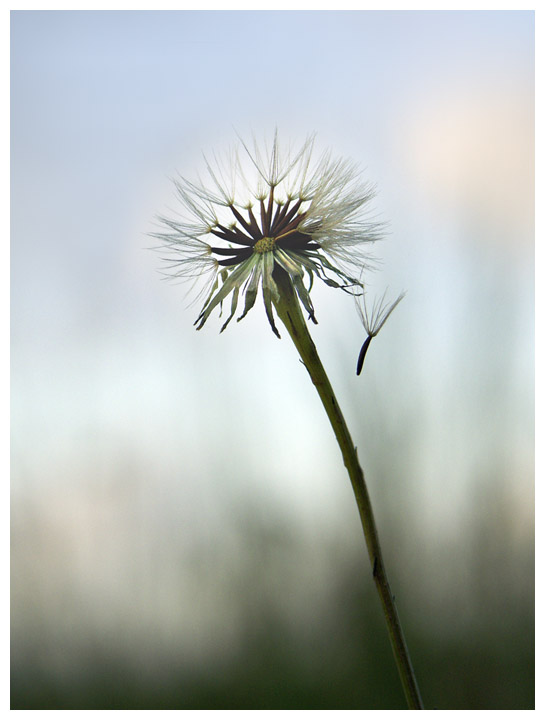 photo "dandelion" tags: nature, flowers