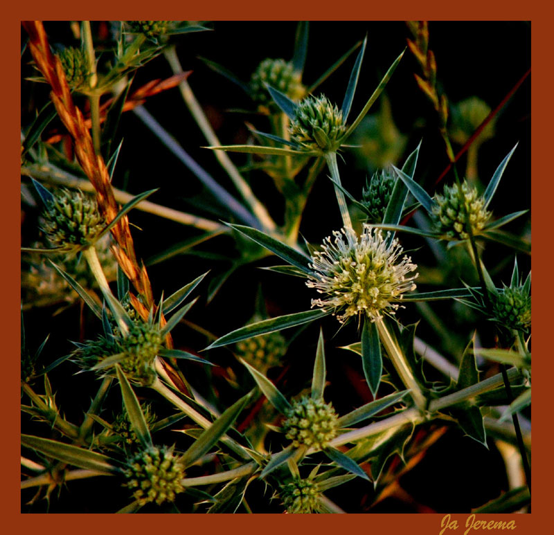 photo "space flower" tags: misc., 