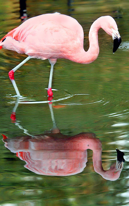 photo "Pink reflexes" tags: portrait, 