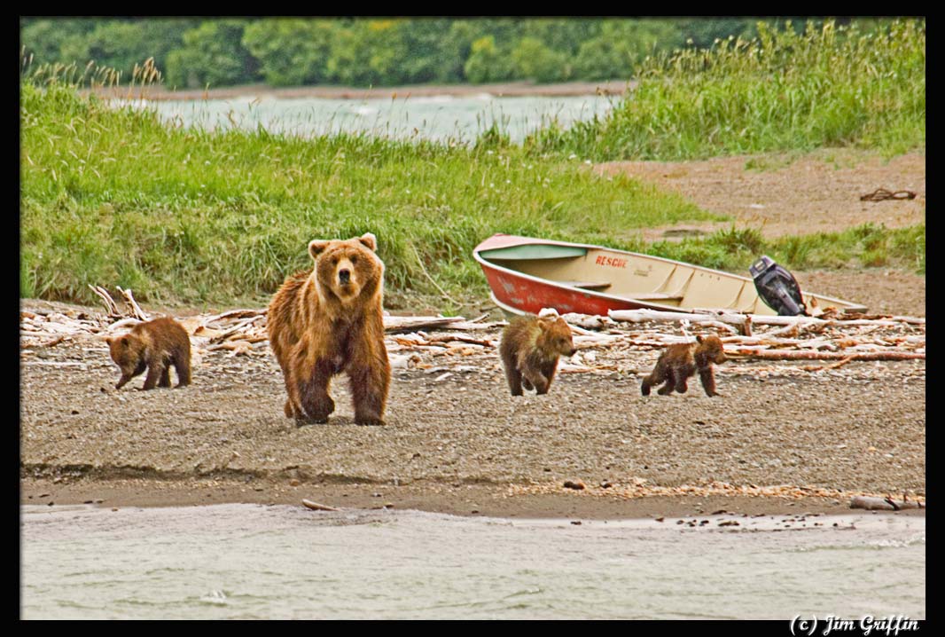 photo "Mom's moving on" tags: nature, wild animals