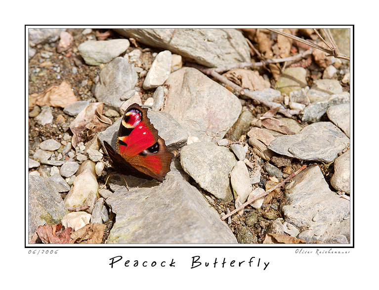 photo "Peacock Butterfly (2)" tags: nature, insect