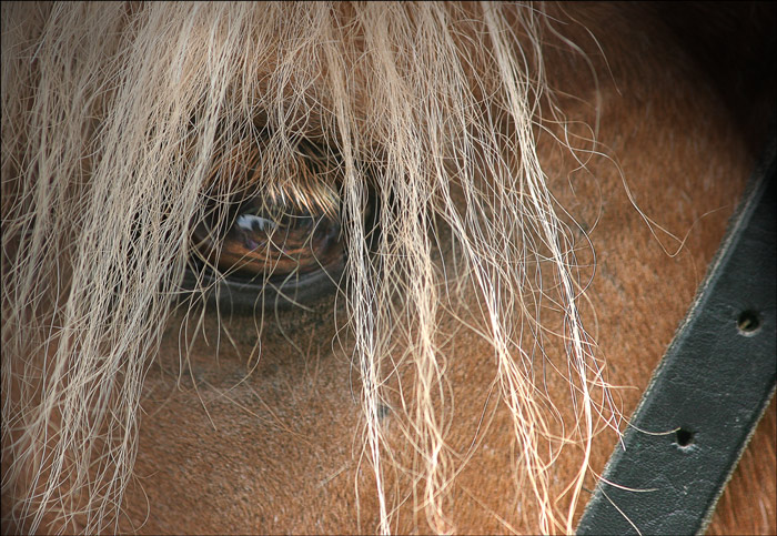 photo "The sad look" tags: nature, pets/farm animals