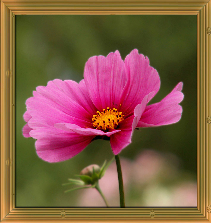 фото "Портрет розового цветка" метки: природа, цветы