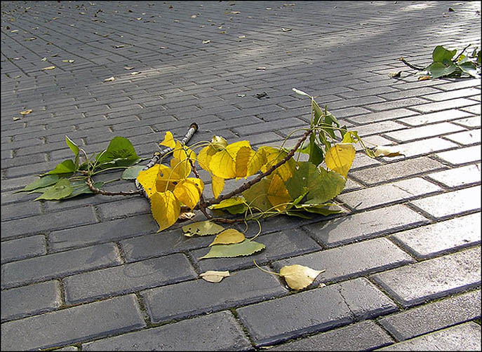 photo "Autumn still-life" tags: nature, still life, 