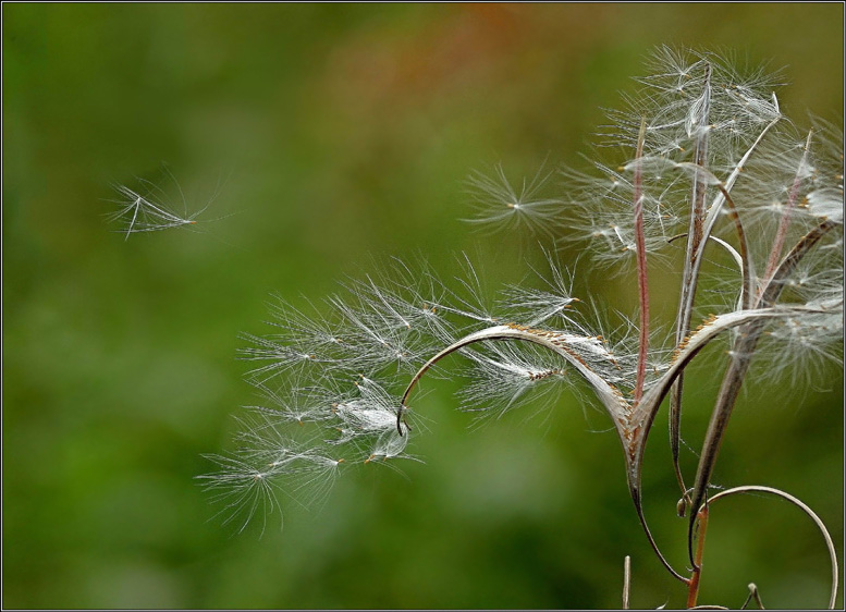 photo "Detachment...    (The tree-2)" tags: macro and close-up, nature, flowers