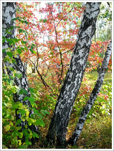 photo "***" tags: landscape, autumn