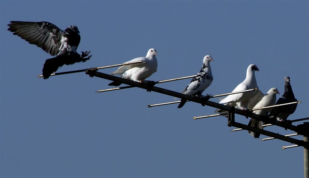 photo "Landing" tags: nature, flowers, pets/farm animals