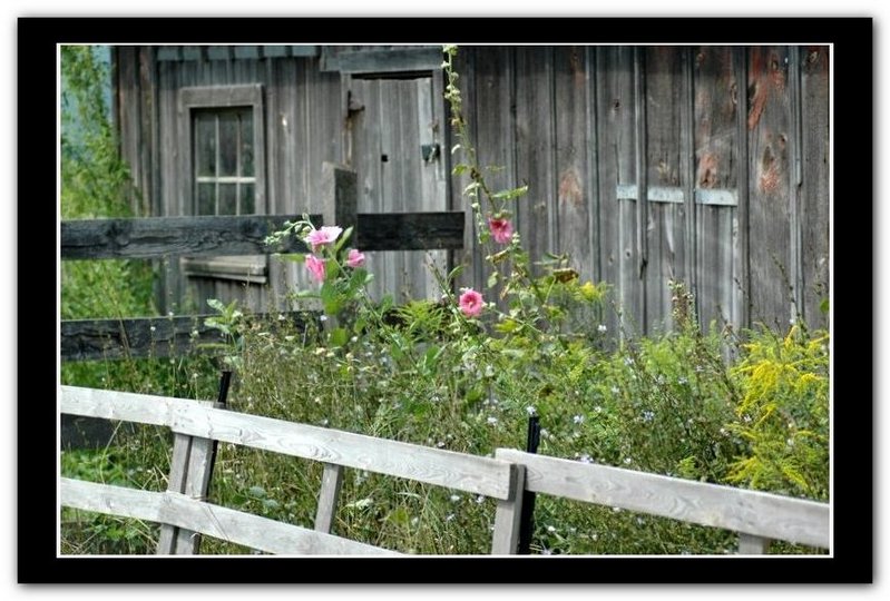 photo "Bright & Weathered" tags: genre, nature, flowers