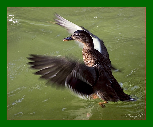 фото "Donald....." метки: природа, дикие животные