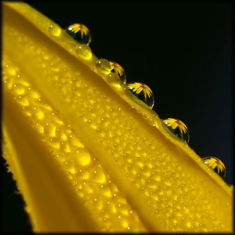 photo "Optics of nature" tags: macro and close-up, 