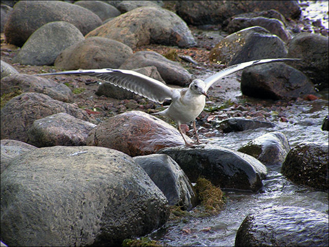 photo "- I  had caught here s-u-ch fish yesterday !" tags: nature, humor, wild animals