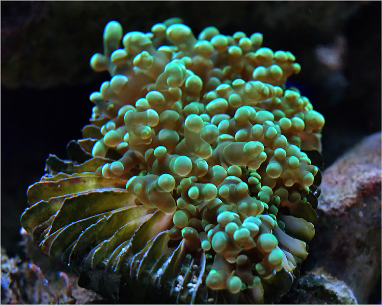 photo "***" tags: macro and close-up, underwater, 