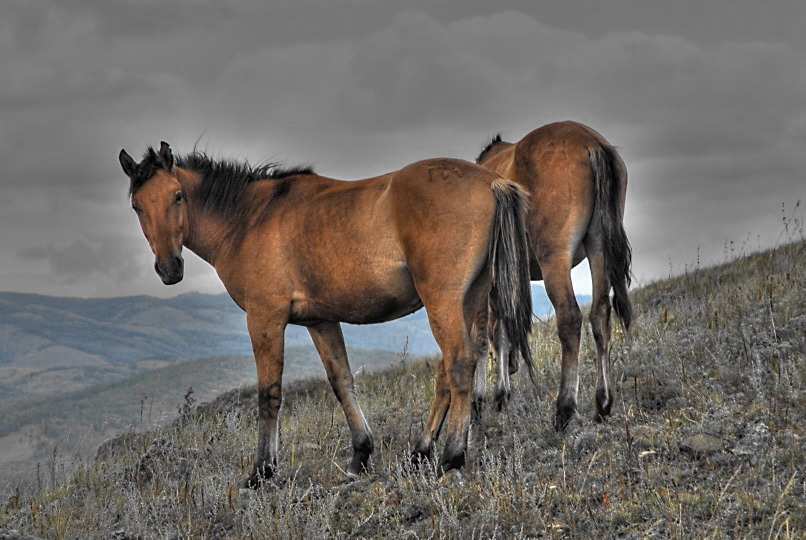 photo "***" tags: landscape, nature, mountains, wild animals