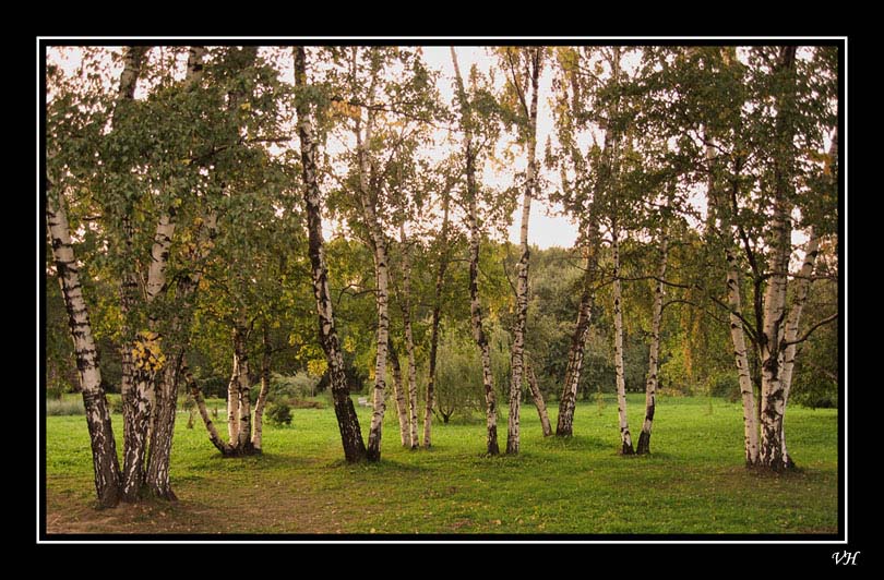 фото "Березовая аллея" метки: пейзаж, лес