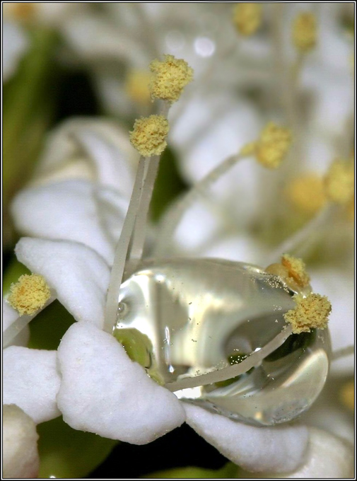 photo "Rain drop" tags: macro and close-up, nature, flowers