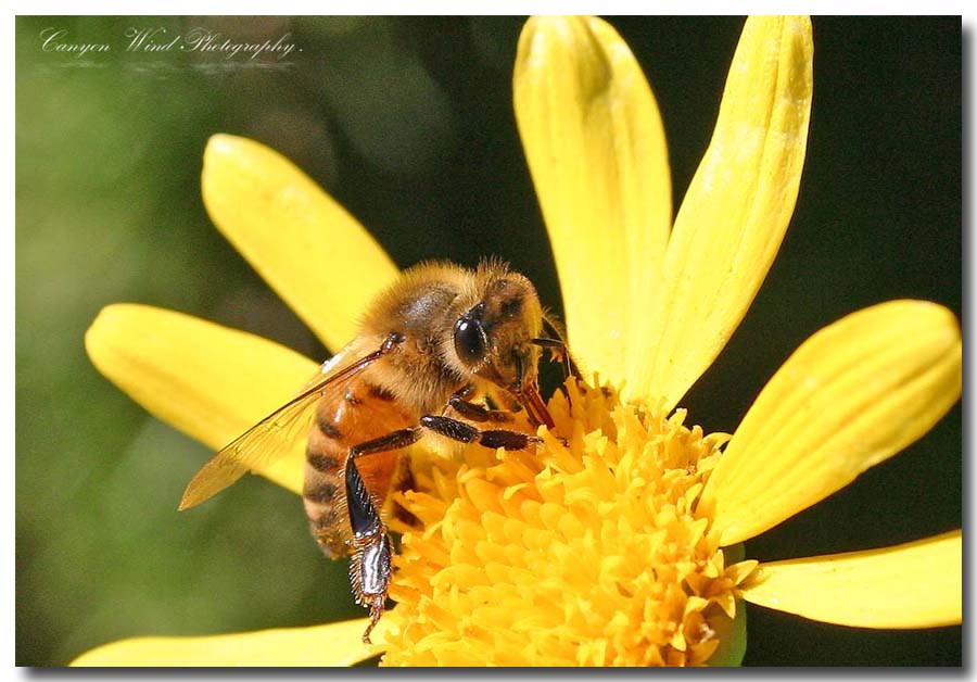 photo "Goodbye til next Spring !" tags: nature, macro and close-up, insect