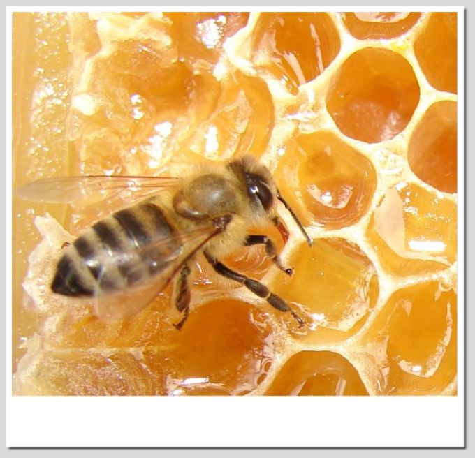 фото "bee" метки: природа, насекомое