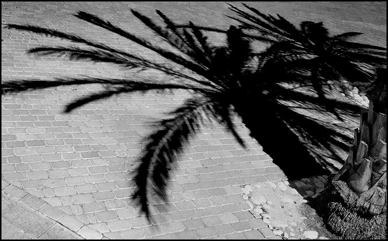 photo "Palm-trees" tags: misc., black&white, 