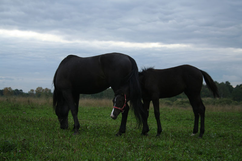 photo "***" tags: nature, pets/farm animals