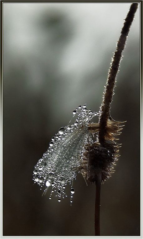 photo "White and fluffy :)))" tags: nature, flowers