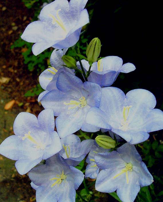 photo "" All Washed Out "" tags: macro and close-up, nature, flowers