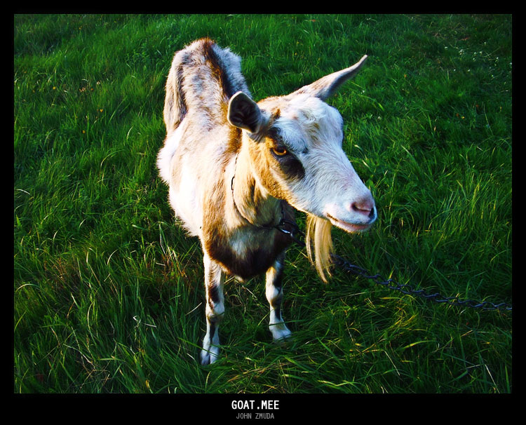 photo "goat.mee" tags: portrait, nature, pets/farm animals