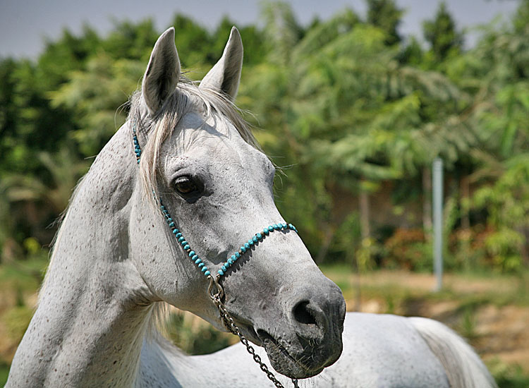 photo "Arabian Horse 2" tags: travel, nature, Africa