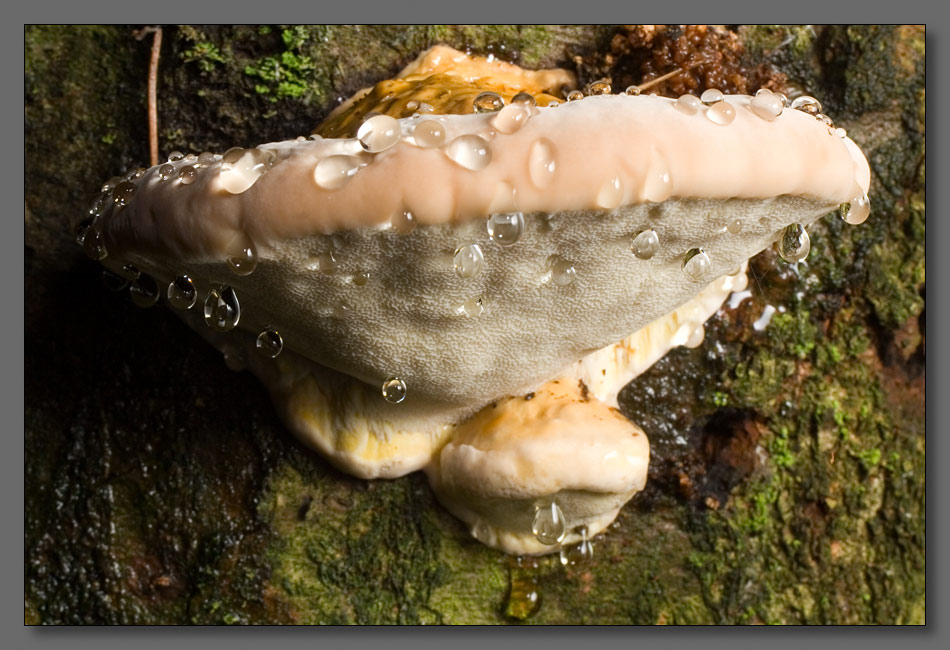 фото "Плачущий гриб" метки: макро и крупный план, природа, цветы