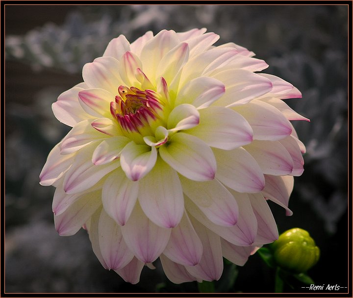 photo "for Christiane" tags: nature, macro and close-up, flowers