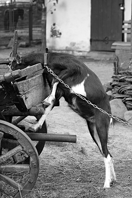 photo "А что хозяин мне првиез?" tags: nature, pets/farm animals