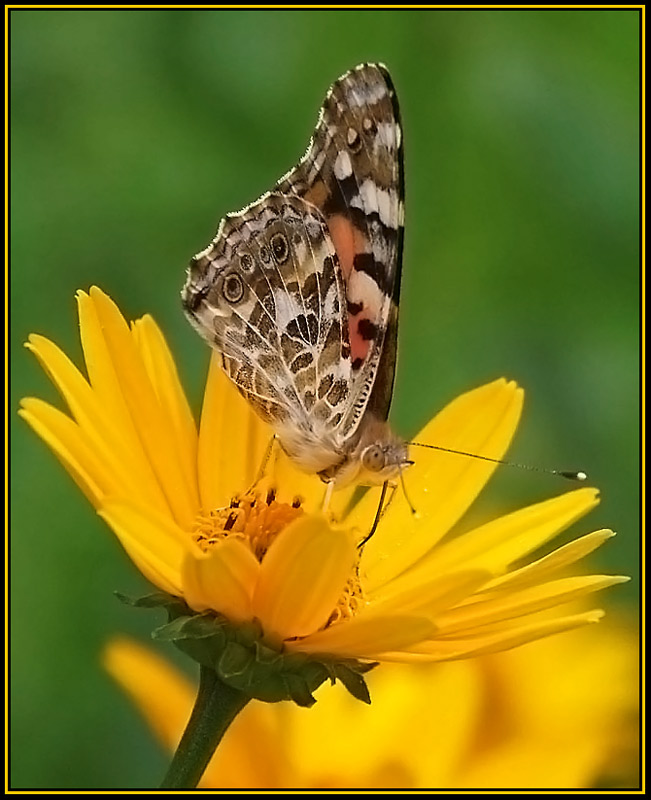 photo "***" tags: nature, flowers, insect