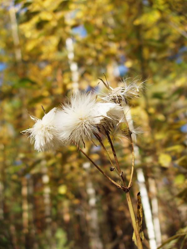 фото "Осенняя" метки: макро и крупный план, природа, цветы