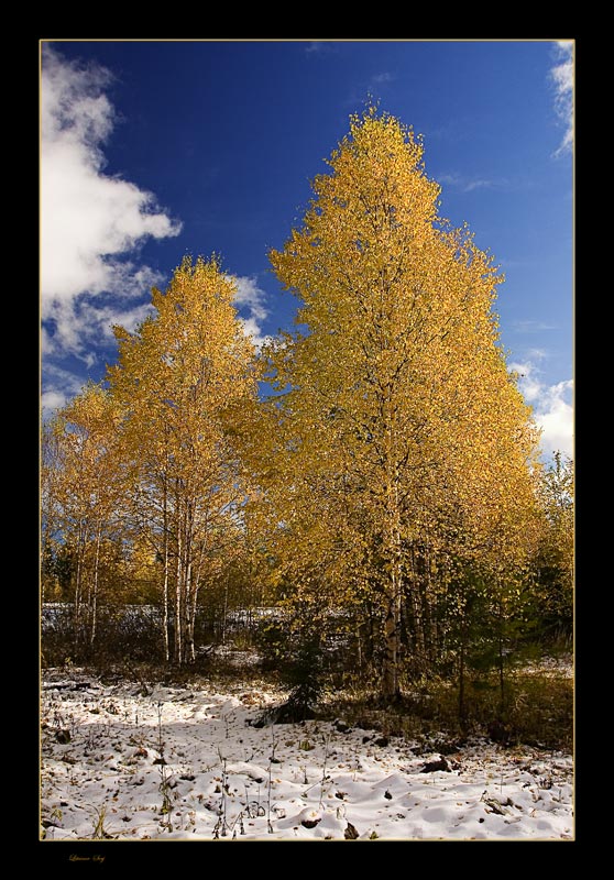 photo "gold dawn" tags: , 