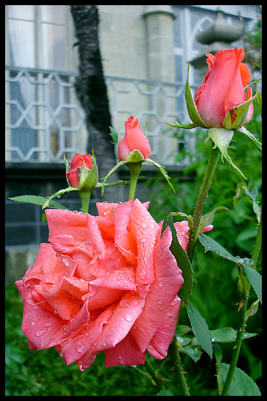 photo "***" tags: nature, flowers