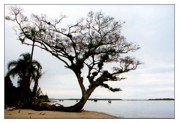 photo "Tree" tags: nature, travel, South America