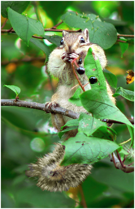 photo "Dessert" tags: nature, wild animals
