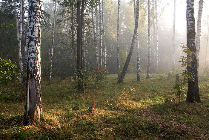 photo "*****" tags: landscape, autumn, forest