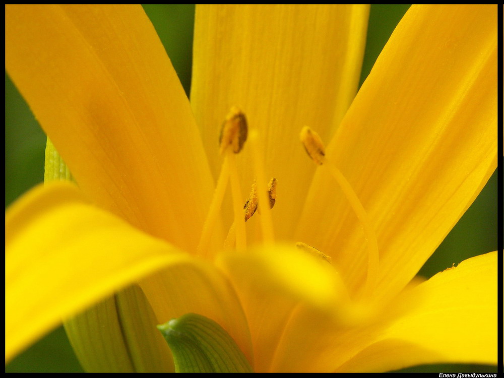 photo "***" tags: macro and close-up, nature, flowers