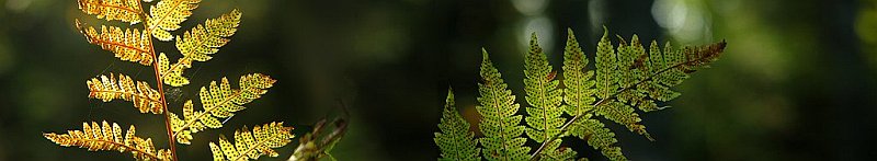 photo "Autumn" tags: nature, panoramic, flowers