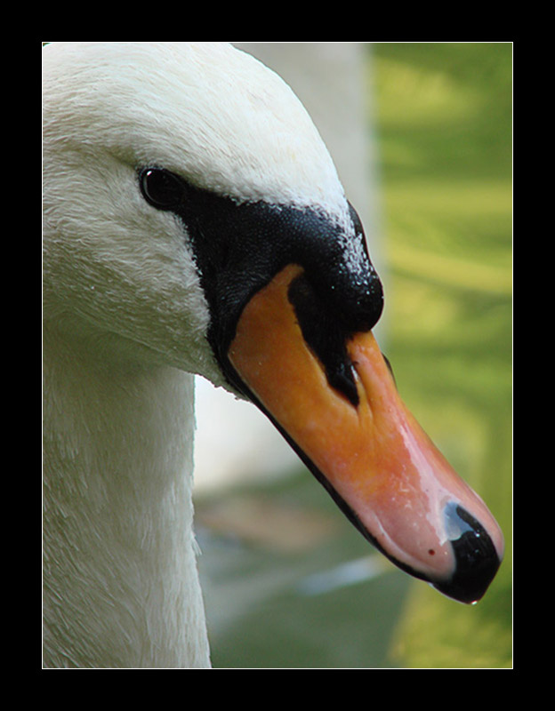 photo "Ugly Duckling've grown up" tags: travel, nature, Europe, wild animals