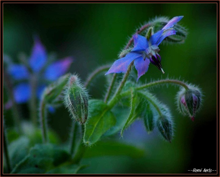 photo "bleu" tags: nature, macro and close-up, flowers