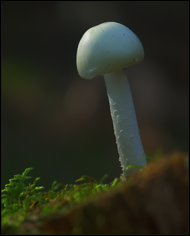 photo "Albino" tags: landscape, macro and close-up, forest