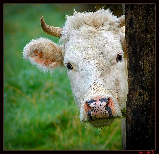 photo "privat investigation" tags: nature, humor, pets/farm animals